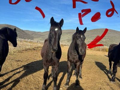 Registered Percheron Filly: Rose Petal - Foaled 05/12/2023, Black with Small Star, Excellent Pedigree