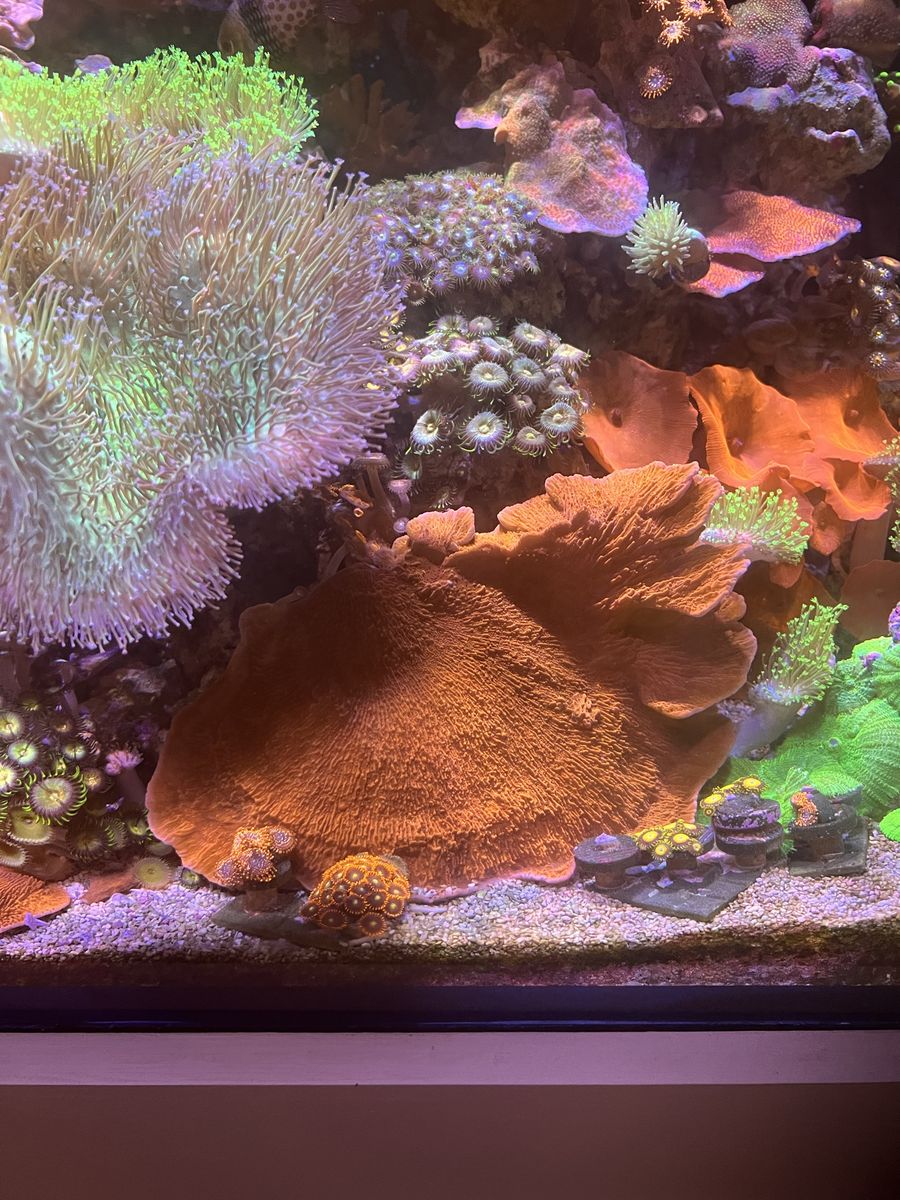 Montipora Cap