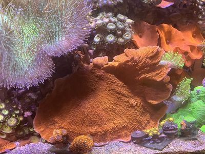 Montipora Cap