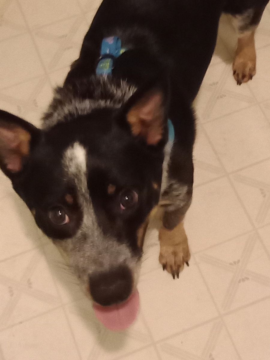 Heeler/ Corgi mix