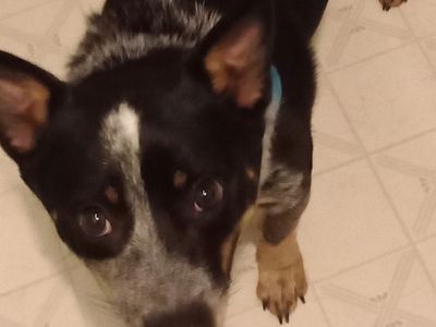 Heeler/ Corgi mix