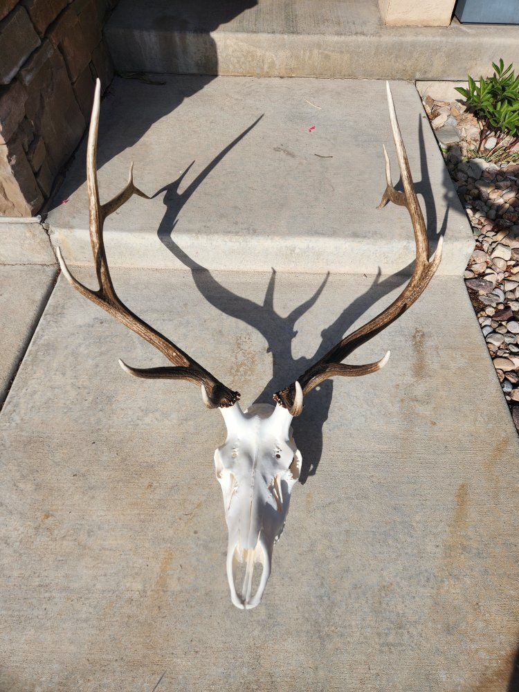 Euro Mounts