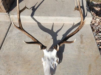 Euro Mounts