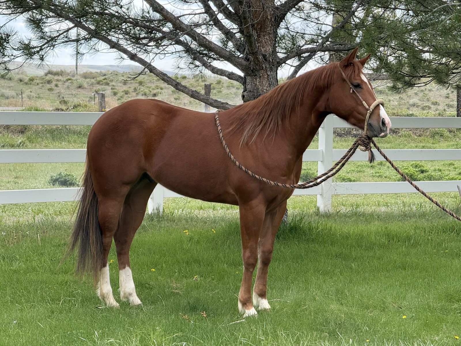 Breakaway Prospect Cowhorse Prospect
