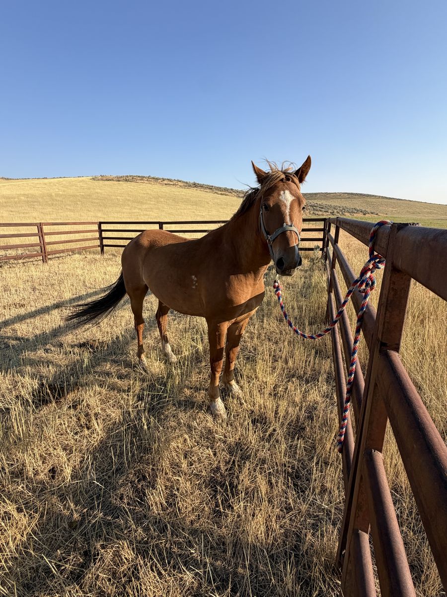 Grade 5 year old gelding