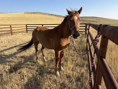 Grade 5 year old gelding