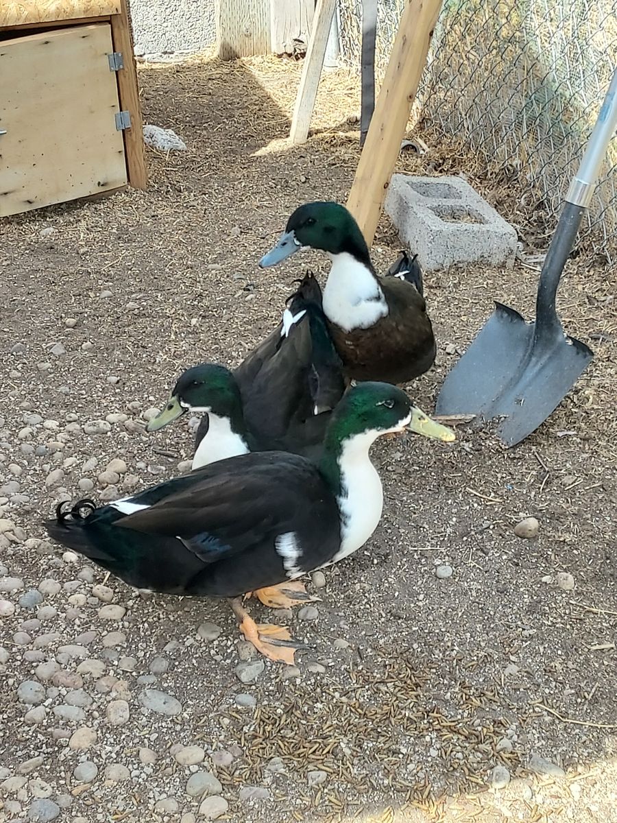 3 mixed breed male ducks drakes