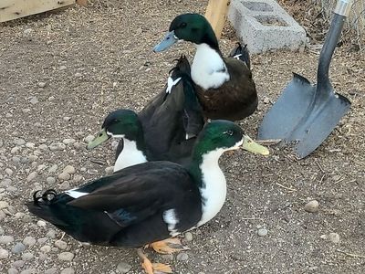 3 mixed breed male ducks drakes