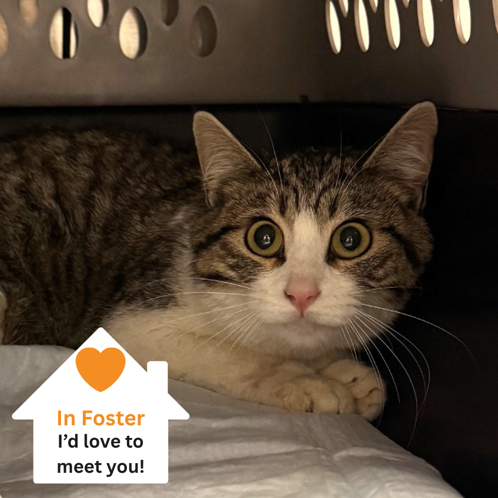 Hello my name is Alexa