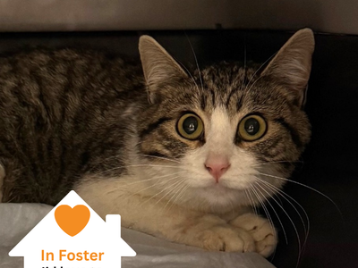 Hello my name is Alexa