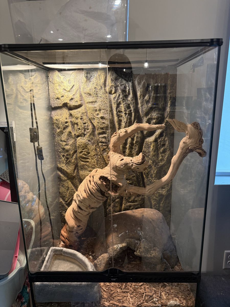 Snake with setup