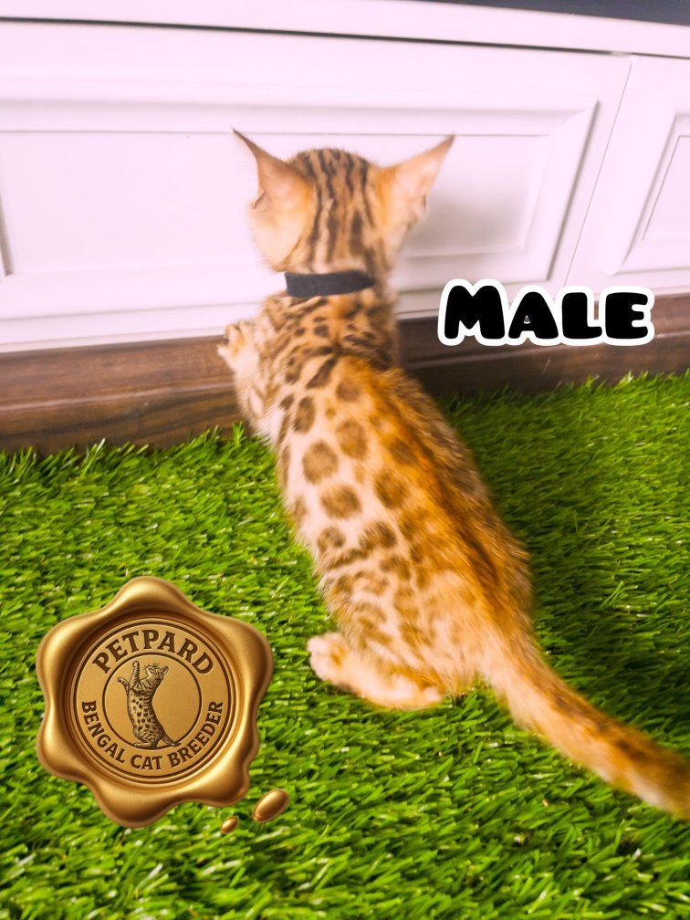 Beautiful Bengal kitten Male Tica Registered ready to gos his new home