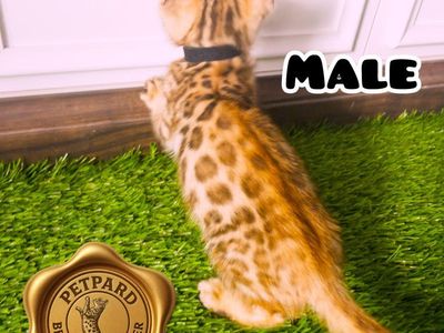 Beautiful Bengal kitten Male Tica Registered ready to gos his new home