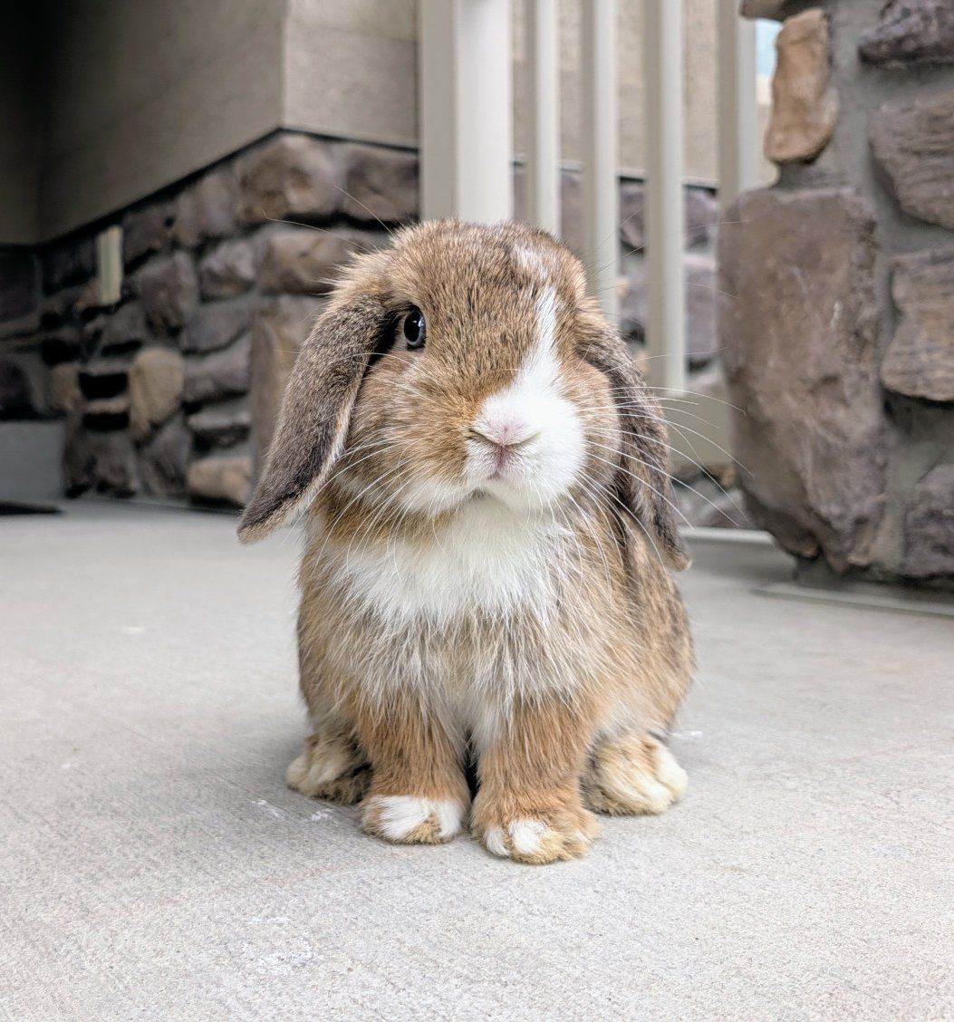 Darling Blue-Eyed Purebred Holland Lop Buck