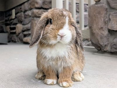 Darling Blue-Eyed Purebred Holland Lop Buck