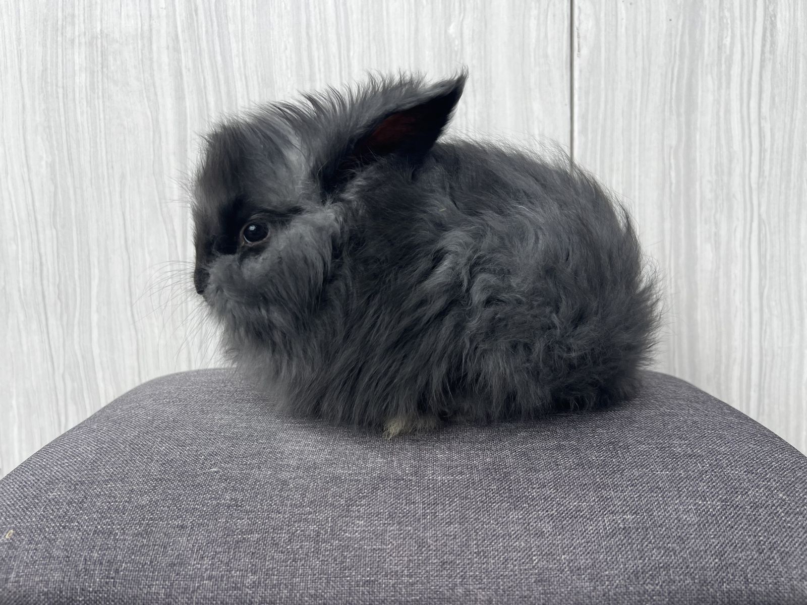 Pedigreed English Angora vm black buck