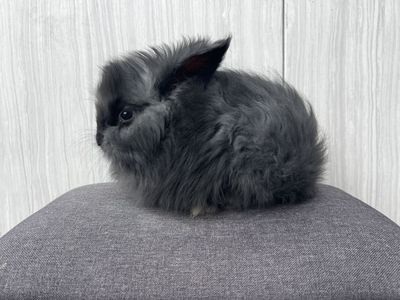 Pedigreed English Angora vm black buck