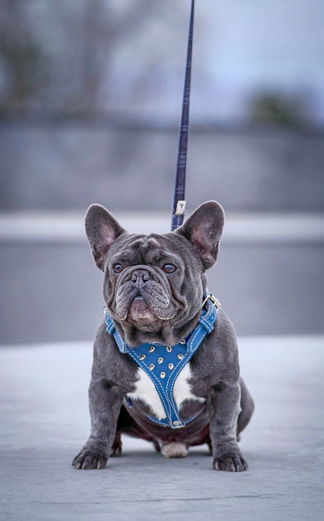 FRENCH BULLDOG STUD SERVICE AVAILABLE