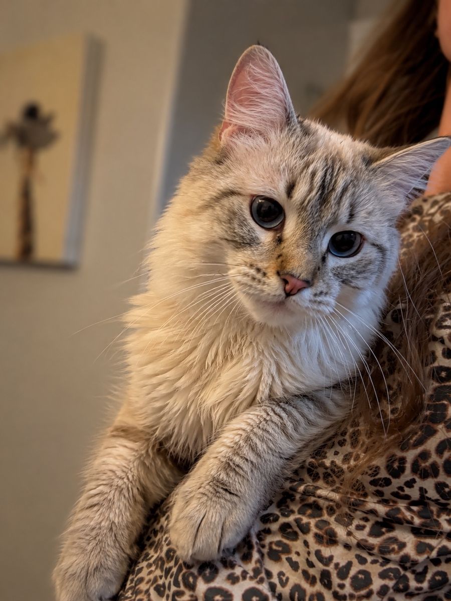 Ragdoll Mix One Year Old Male