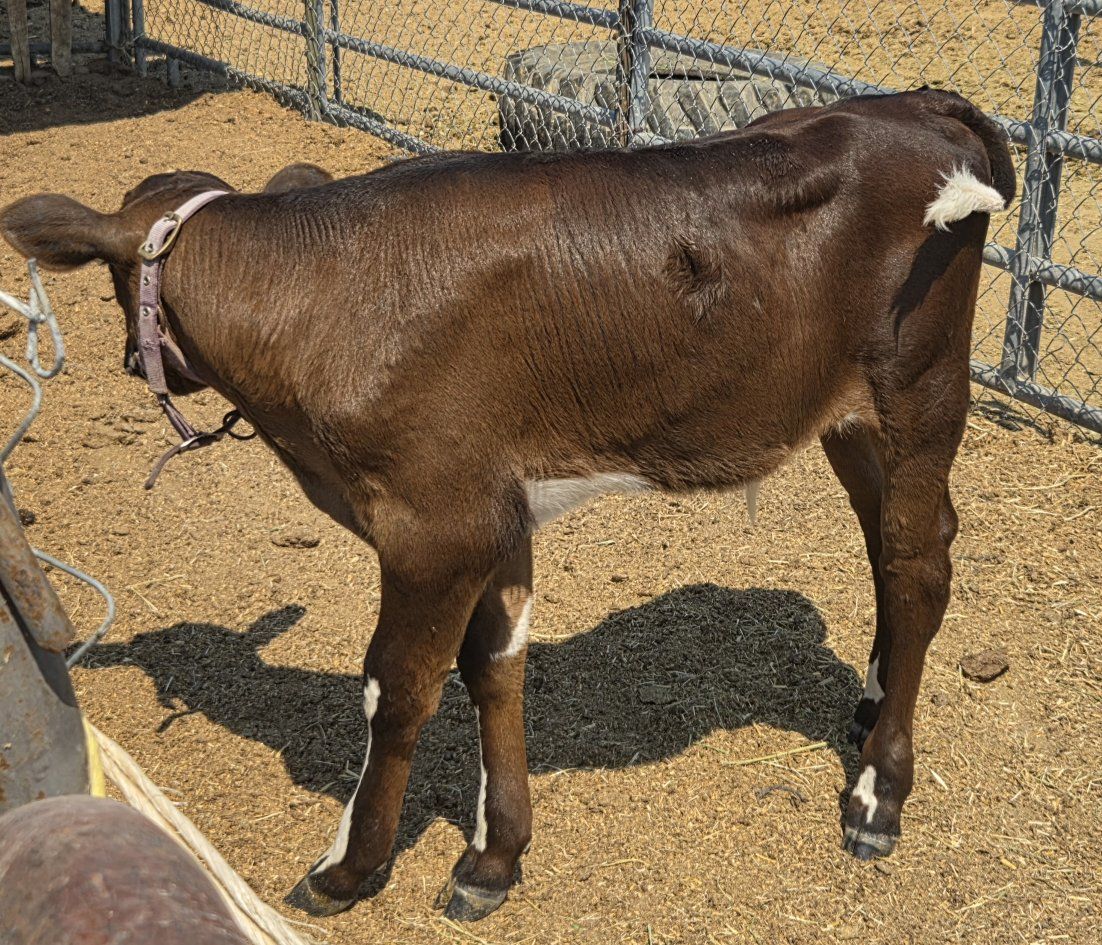 Angus/Holstein cross bull calf