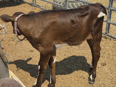 Angus/Holstein cross bull calf