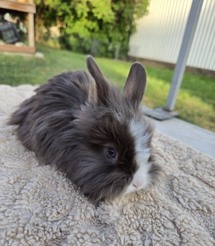 Lionhead / Angora Bunnies