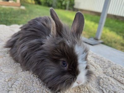 Lionhead / Angora Bunnies