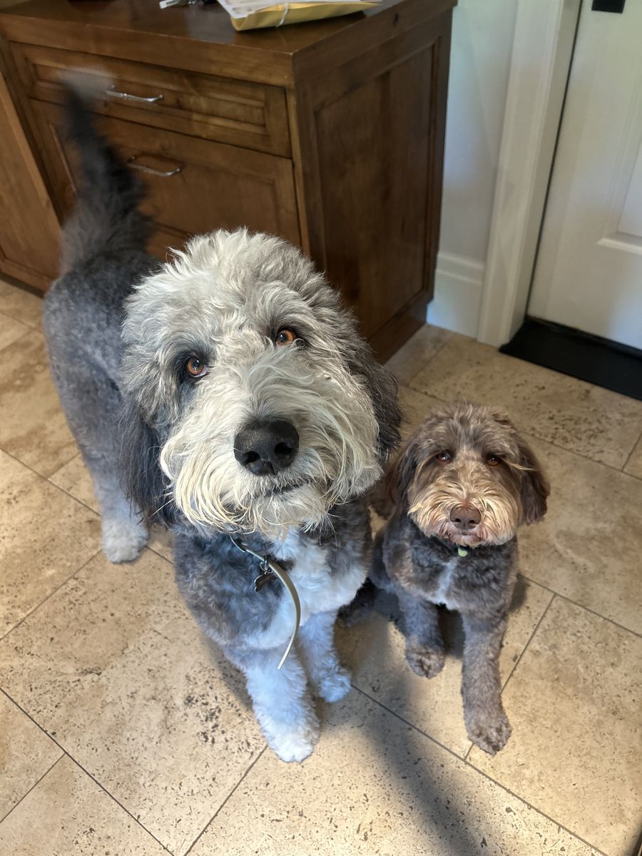 labradoodle and bernedoodle for sale