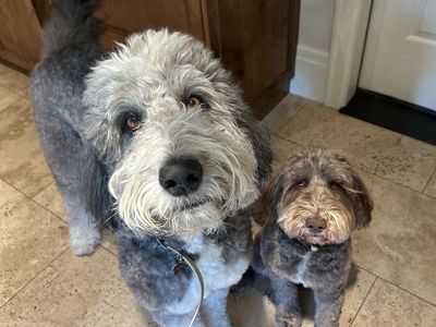 labradoodle and bernedoodle for sale