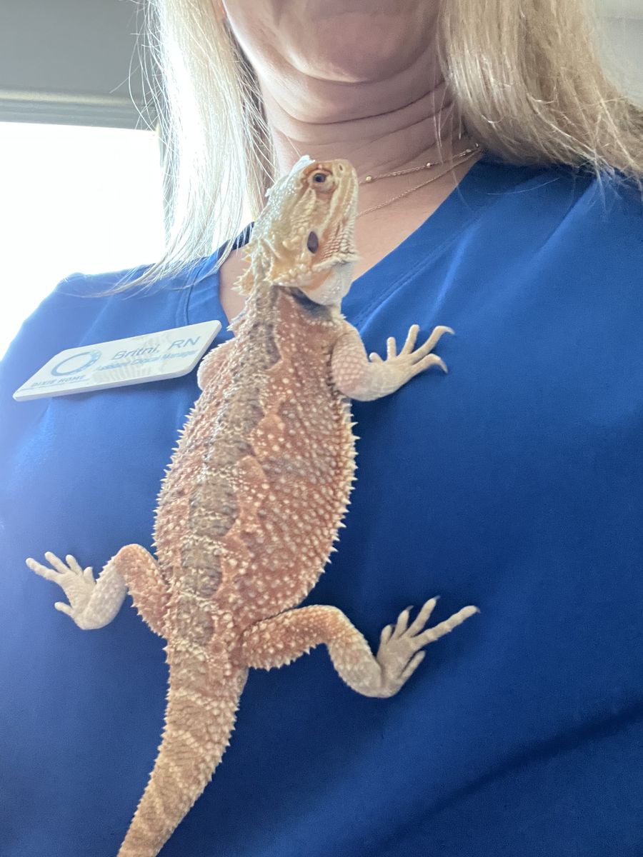 Bearded dragon