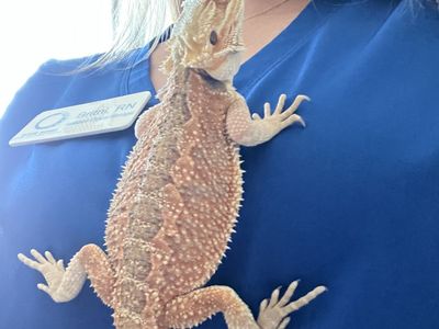 Bearded dragon