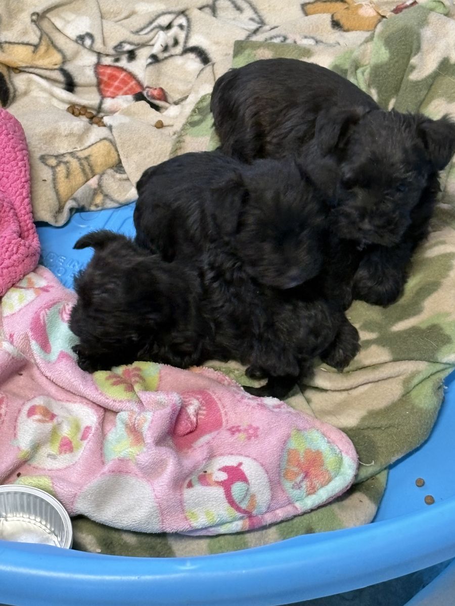 Toy schnauzer puppies born June 10th