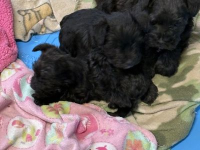 Toy schnauzer puppies born June 10th