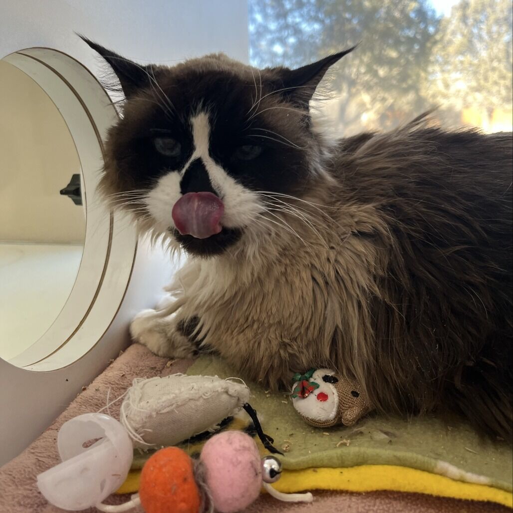 Hello my name is Langley