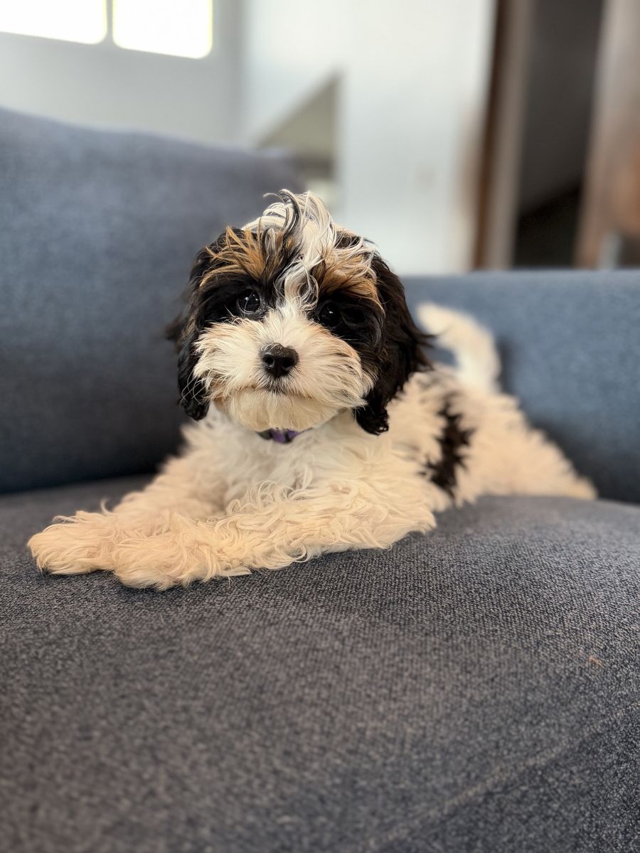 Rare Opportunity – F1 Tri-Color Cavapoo Female