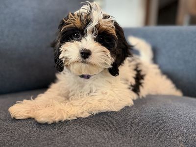 Rare Opportunity – F1 Tri-Color Cavapoo Female