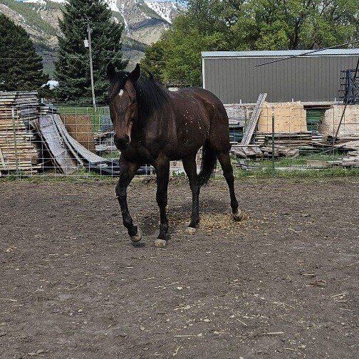 16h OTTB gelding