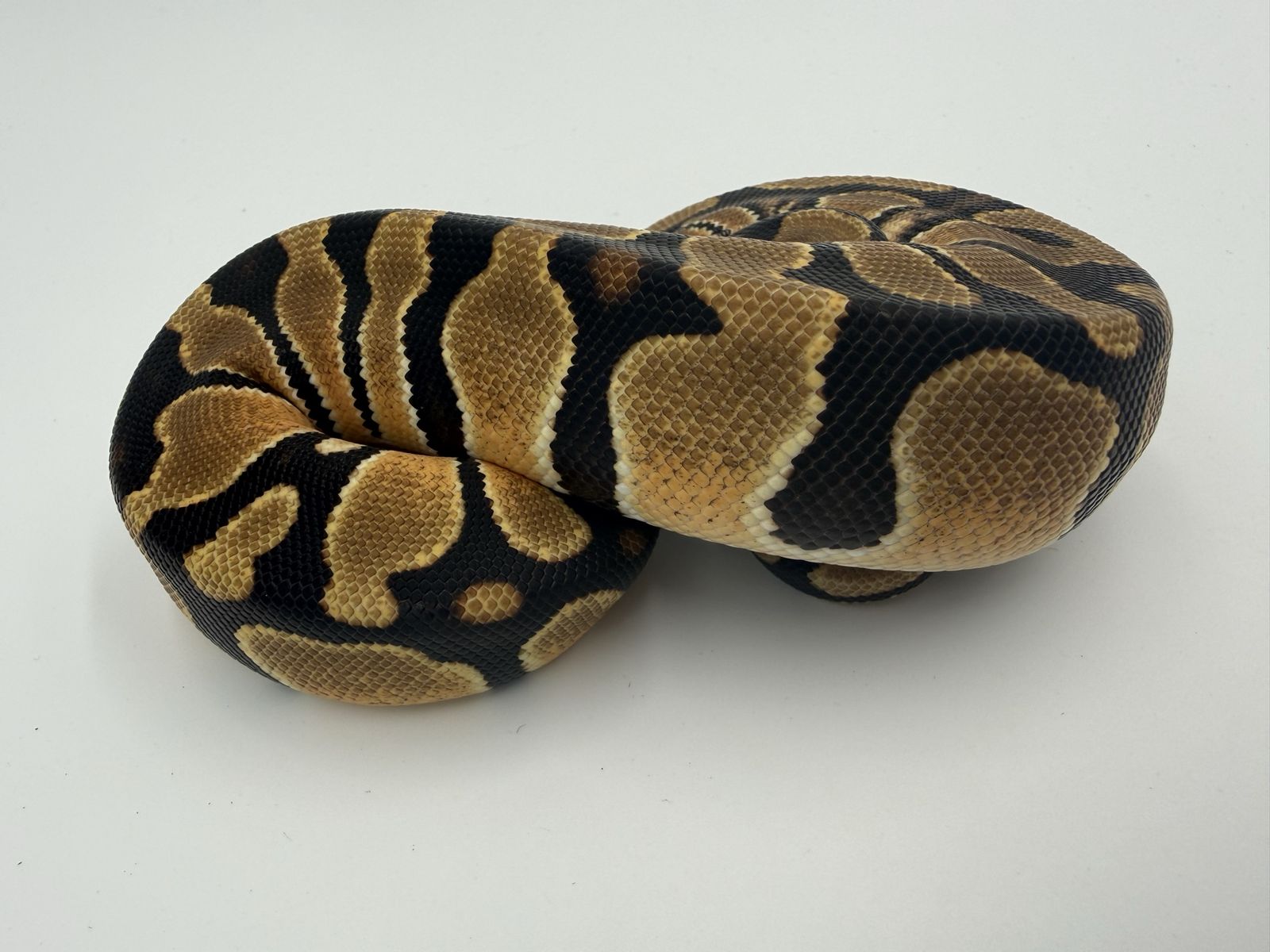Main image 2