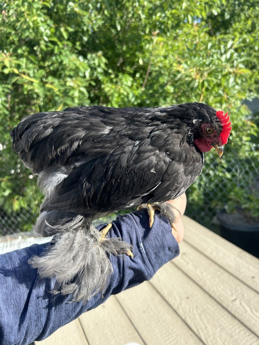 Mini Bantam Rooster