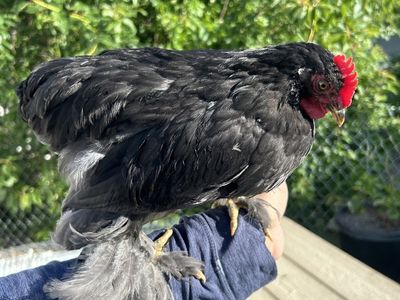 Mini Bantam Rooster