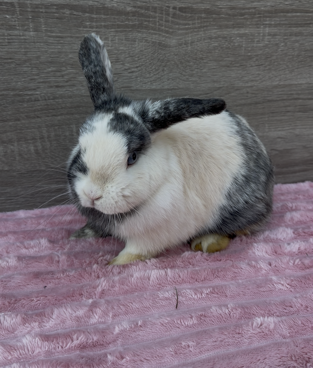 Holland Lop Doe RTG