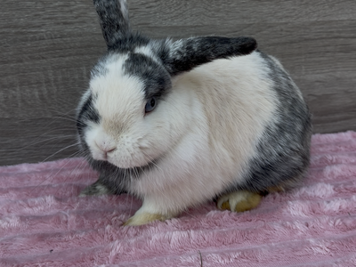 Holland Lop Doe RTG