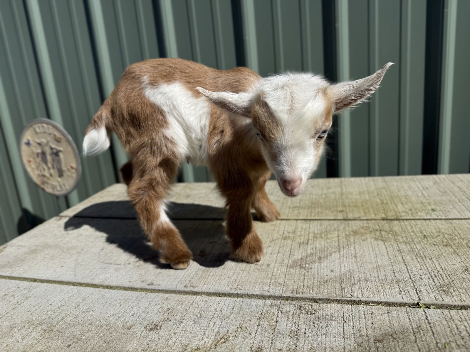 Nigerian Dwarf Bottle Buckling