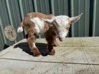 Nigerian Dwarf Bottle Buckling