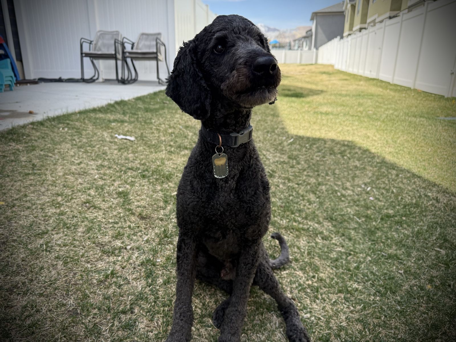 Black Goldendoodle ( Golden Doodle )