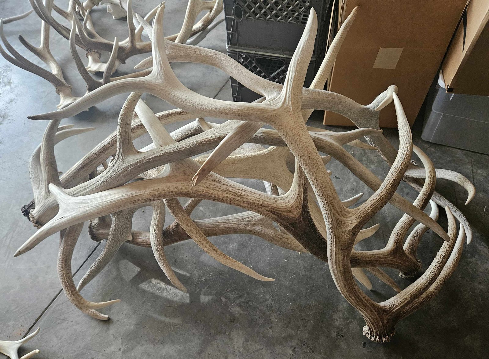 Elk & Deer shed antlers for sale