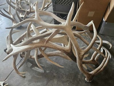 Elk & Deer shed antlers for sale