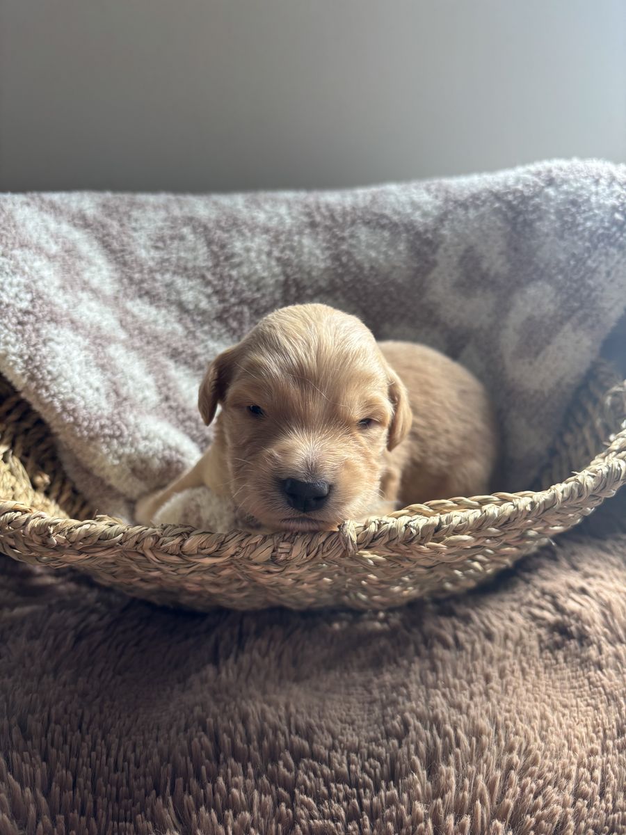 Golden Aussie Doodle Puppies