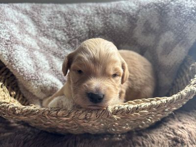 Golden Aussie Doodle Puppies