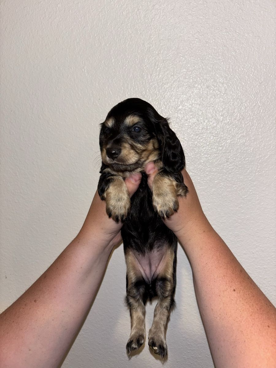 Mini dachshund puppies